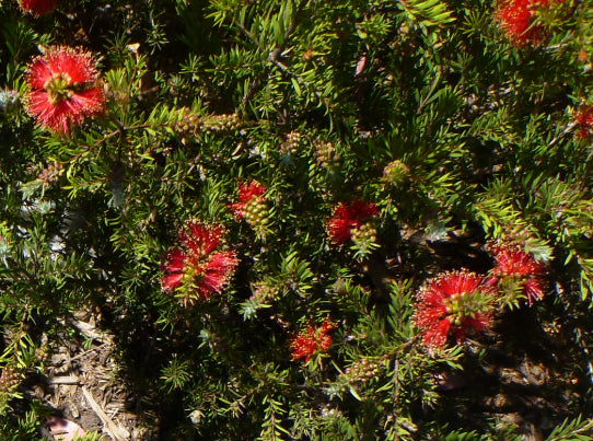 Callistemon pearsonii Rocky Rambler