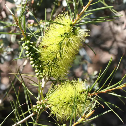 Callistemon pinifolius Green Dwarf