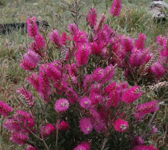 Callistemon Purple Cloud