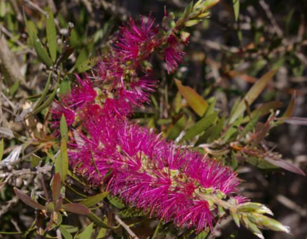 Callistemon Purple Splendour