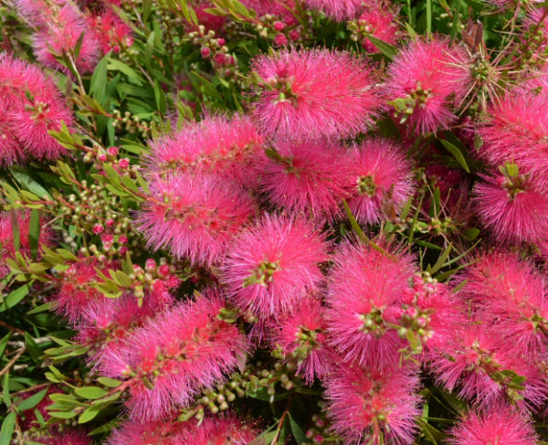 Callistemon salignus Perth Pink