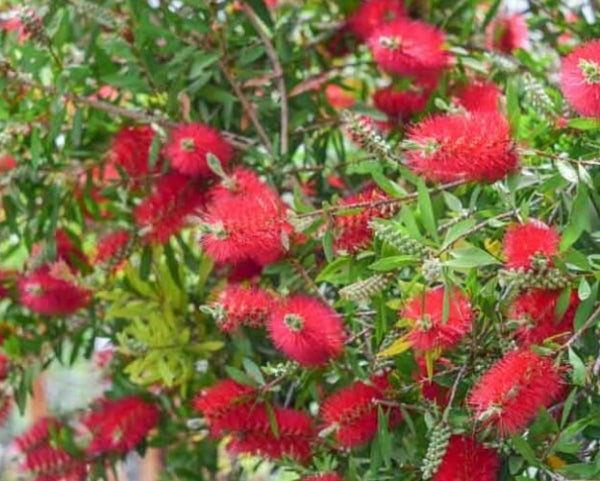 Callistemon sieberi Crimson