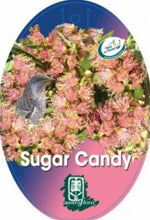 Load image into Gallery viewer, Callistemon sieberi Sugar Candy
