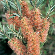 Load image into Gallery viewer, Callistemon sieberi Sugar Candy
