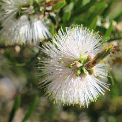 Callistemon PBR Snow Burst™