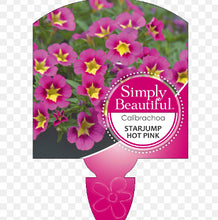 Load image into Gallery viewer, Calibrachoa Starjump Pink
