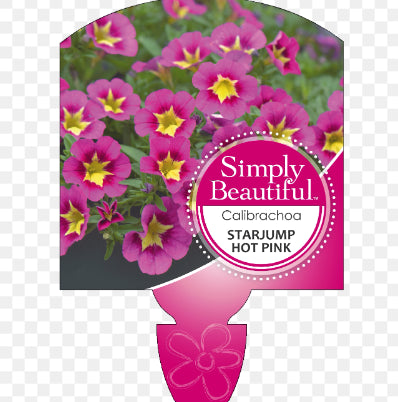 Calibrachoa Starjump Pink