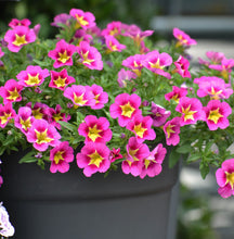 Load image into Gallery viewer, Calibrachoa Starjump Pink
