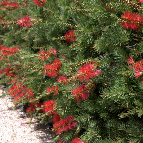 Callistemon subulatus Brogo Overflow