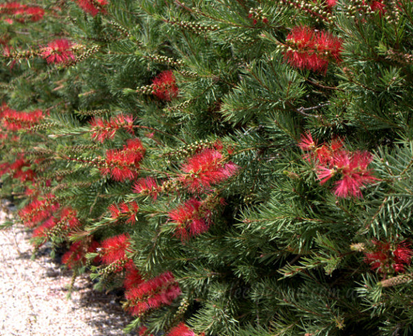 Callistemon subulatus Brogo Overflow