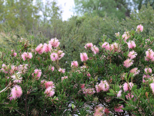 Callistemon PBR Sweet Burst™