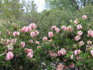 Callistemon PBR Sweet Burst™