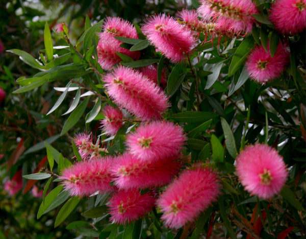 Callistemon Taree Pink