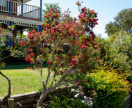 Callistemon viminalis Captain Cook