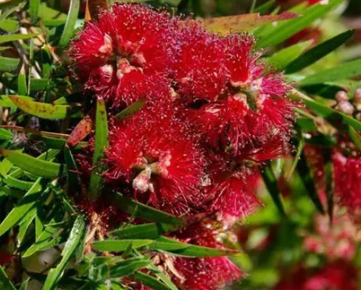 Callistemon viminalis Captain Cook