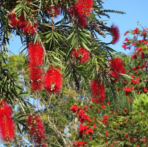 Callistemon viminalis Dawson River Weeping Bottlebrush