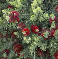 Callistemon viminalis Little Caroline