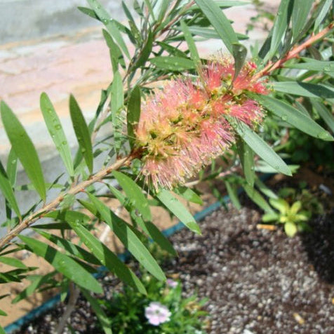 Callistemon viminalis Pink Champagne
