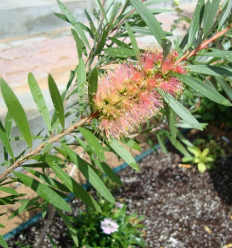 Callistemon viminalis Pink Champagne