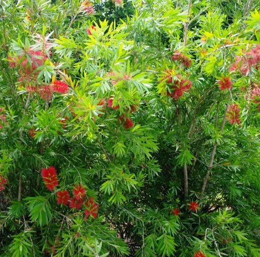 Callistemon viminalis Wildfire