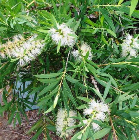 Callistemon viminalis Wilderness White