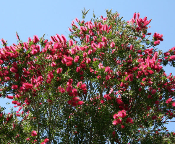 Callistemon Western Glory