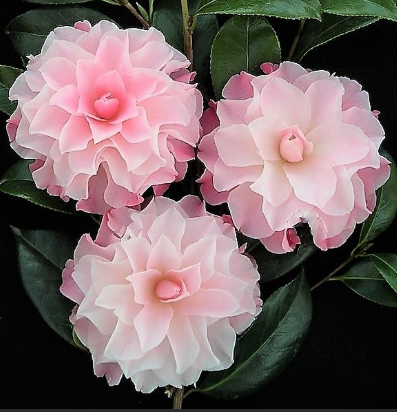 Camellia x williamsii Buttons n Bows
