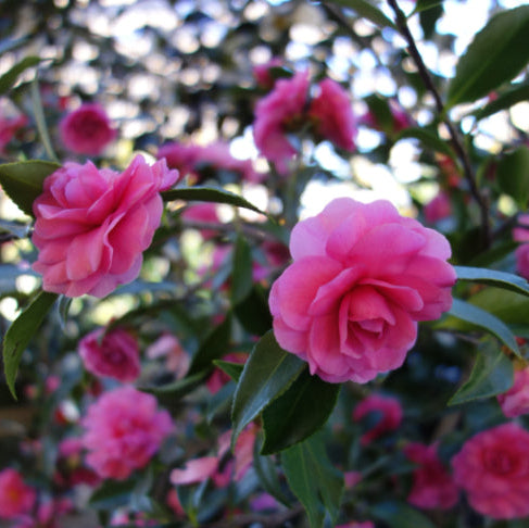 Camellia sasanqua Chansonette