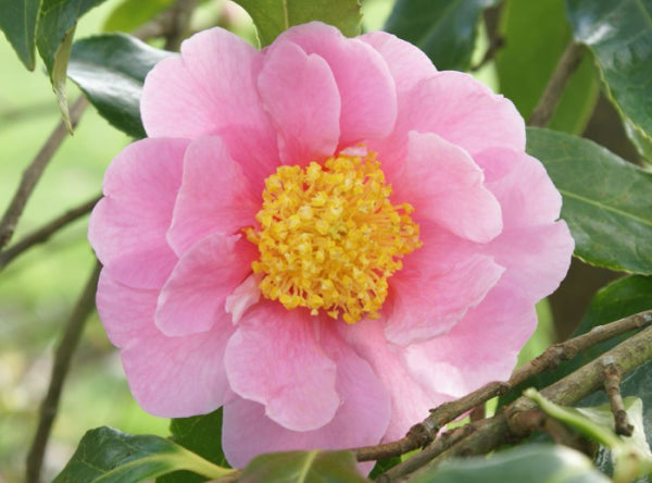 Camellia Dream Girl