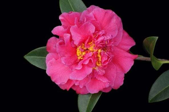 Camellia PBR Knock Out