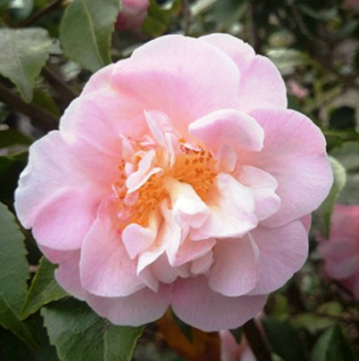 Camellia High Fragrance