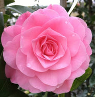 Camellia japonica Betty Ridley
