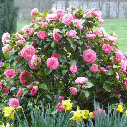 Camellia japonica Betty Ridley