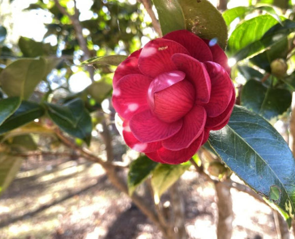 Camellia japonica Black Tie