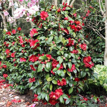 Camellia japonica Bob Hope