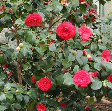 Camellia japonica CM Hovey