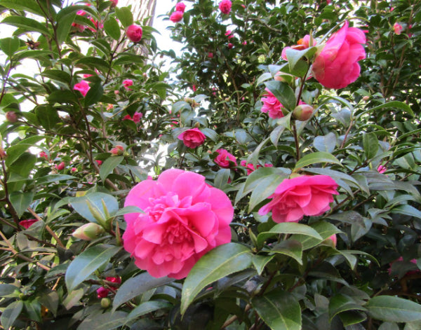 Camellia japonica Debbie