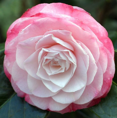 Camellia japonica Desire