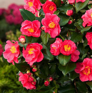 Camellia japonica Dr King