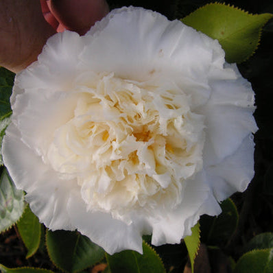 Camellia japonica Elegans Champagne