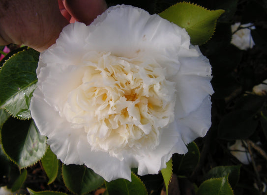 Camellia japonica Elegans Champagne