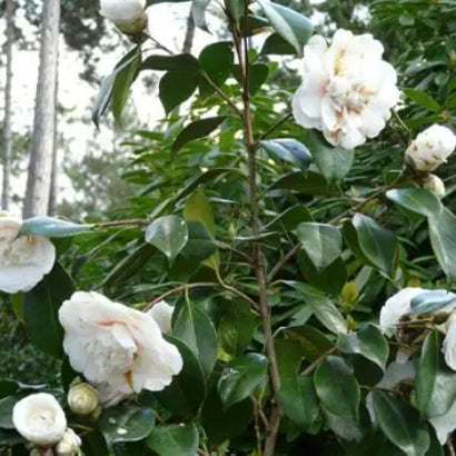 Camellia japonica Elegans Champagne