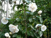 Load image into Gallery viewer, Camellia japonica Elegans Champagne
