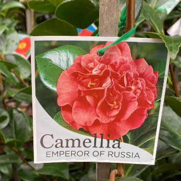 Camellia Japonica Emperor of Russia