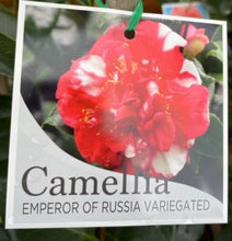 Load image into Gallery viewer, Camellia Japonica Emperor of Russia Variegated
