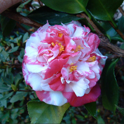 Camellia Japonica Emperor of Russia Variegated