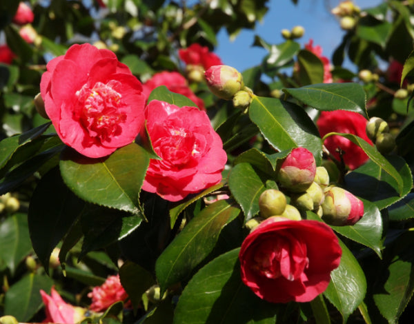 Camellia japonica Grand Slam