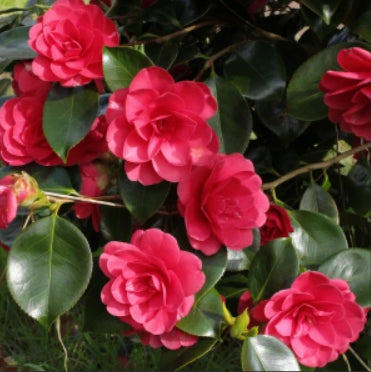 Camellia japonica Great Eastern