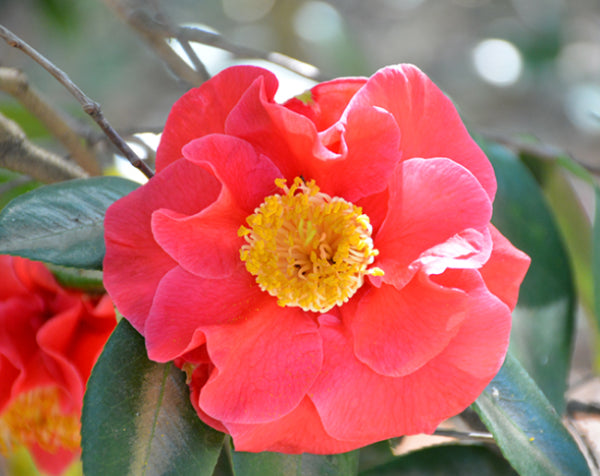 Camellia japonica Guilio Nuccio