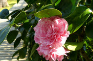 Camellia Japonica Helenor
